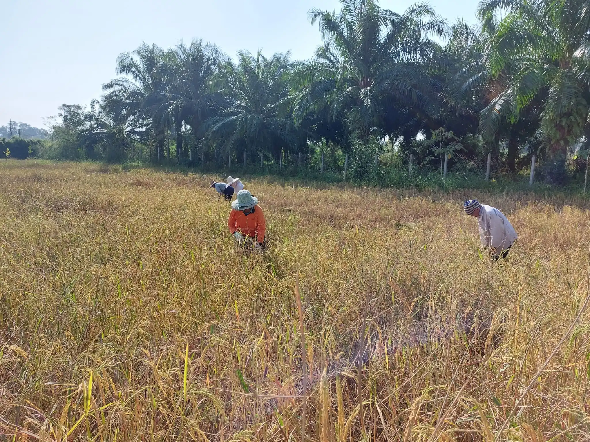 field image