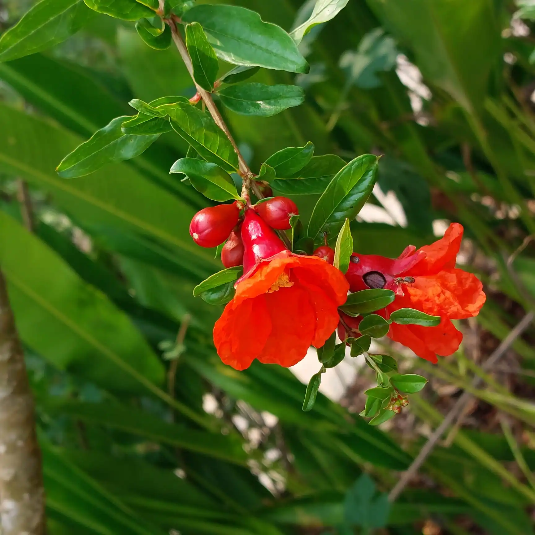 flower image